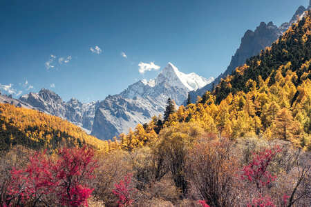 shangrila (1)